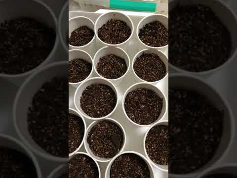 4月に観賞用の庭に何を種まきしますか？家に植えるのに最も美しい花！  庭園