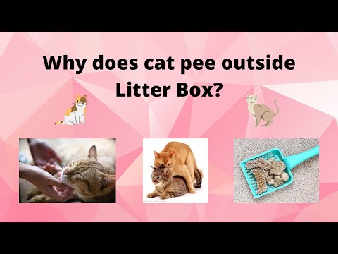 Why Does Your Cat Pee Out of the Litter Box? | क्यों अपनी बिल्ली पेशाब लिटर बॉक्स से बाहर करता है?