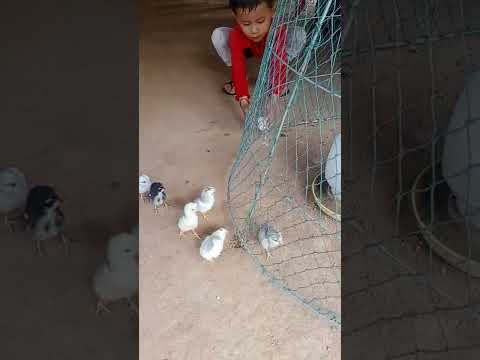 Lovely Baby  chicken with mum #FR18