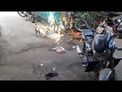 Couple dogs of Nepal playing and fighting each other.