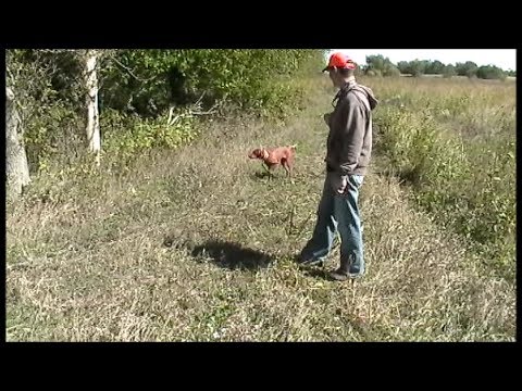 Pointing dog's first training hunt (vizsla).