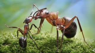 Semut Semut Kecil Lagu Anak Terbaru...