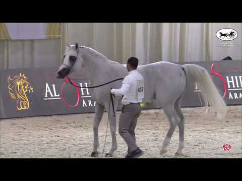 N 437 LVA MAXIMUS   EAHS National A H  Championships 2022   Stallions 7+ Years Old Section B Class 1