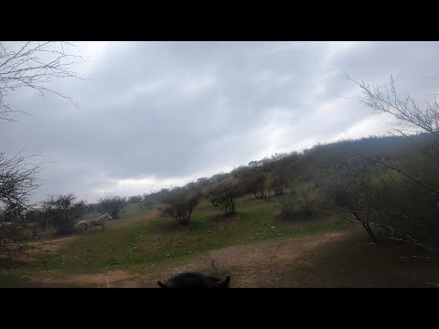Laceadores de cerro #1