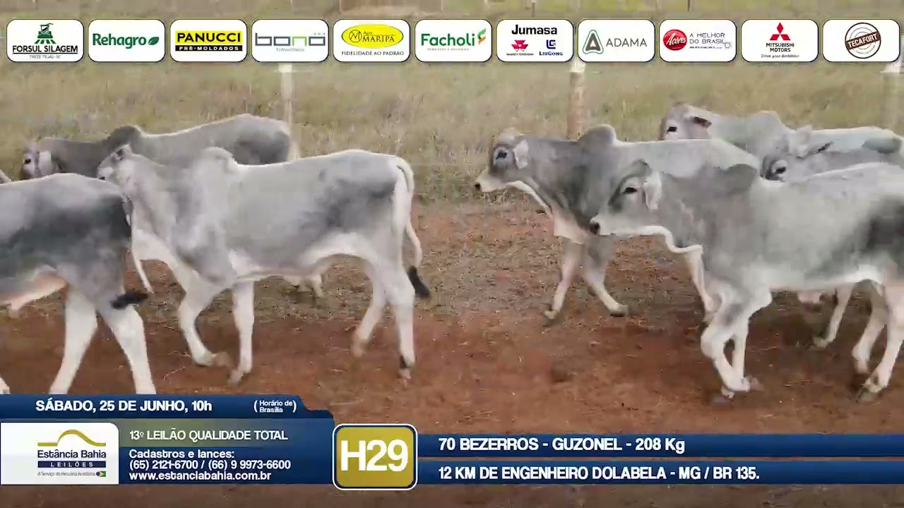Vídeo LOTE H29 - 13º Leilão Qualidade Total 2022