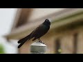 The Girl Screaming Grackle - Documentary