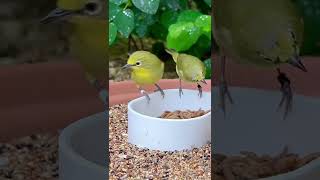 Download lagu Burung Mata Putih Senegal | Zosterops | Kandang Burung | Burung Paruh Lunak mp3 Download lagu Burung Mata Putih Senegal | Zosterops | Kandang Burung | Burung Paruh Lunak mp3