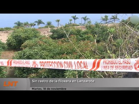 Sin rastro de la filoxera en Lanzarote