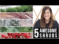 5 Awesome Shrubs for Winter Interest // Garden Answer
