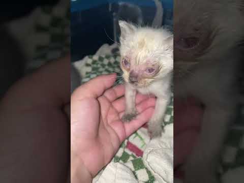 Luna Left for Dead - Will You Help?