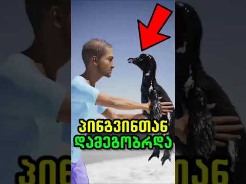 გინდა პინგვინი შენი მეგობარი იყოს ?