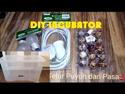 , title : '[DIY] Cubaan Menetaskan Telur Puyuh Dari Pasar Dengan DIY Incubator'