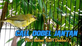 Download lagu Call dobel pleci dakbal jantan, pleci ombyokan pasti cepat respon (BUKA PARUH) mp3 Download lagu Call dobel pleci dakbal jantan, pleci ombyokan pasti cepat respon (BUKA PARUH) mp3