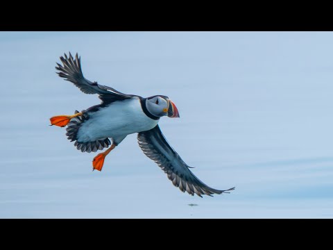How Can Puffins Fly Both in the Air and Underwater? Wild Birds Revealed