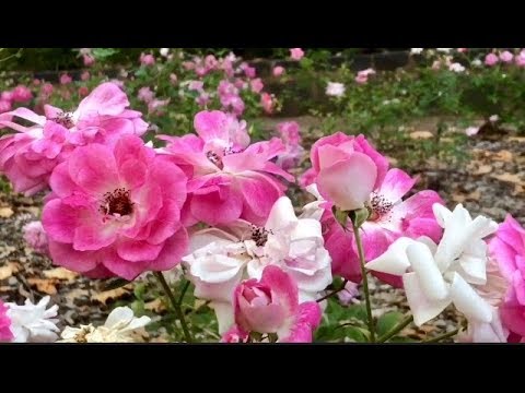 download lagu mp3 mp4 Flowers In Season Summer Australia, download lagu Flowers In Season Summer Australia gratis, unduh video klip Flowers In Season Summer Australia