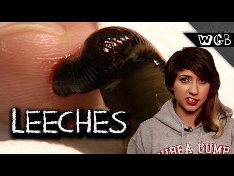 Leeches Are Weird, Gross & Beautiful