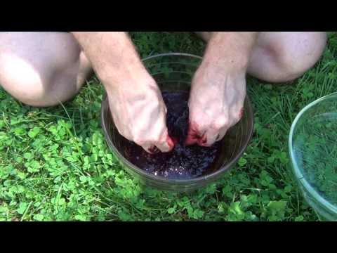 download lagu mp3 mp4 Sun Dried Fruit Leather, download lagu Sun Dried Fruit Leather gratis, unduh video klip Sun Dried Fruit Leather