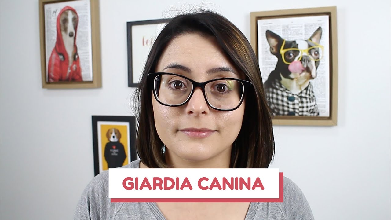 Tudo sobre a giárdia em cães - causas, sintomas e prevenção
