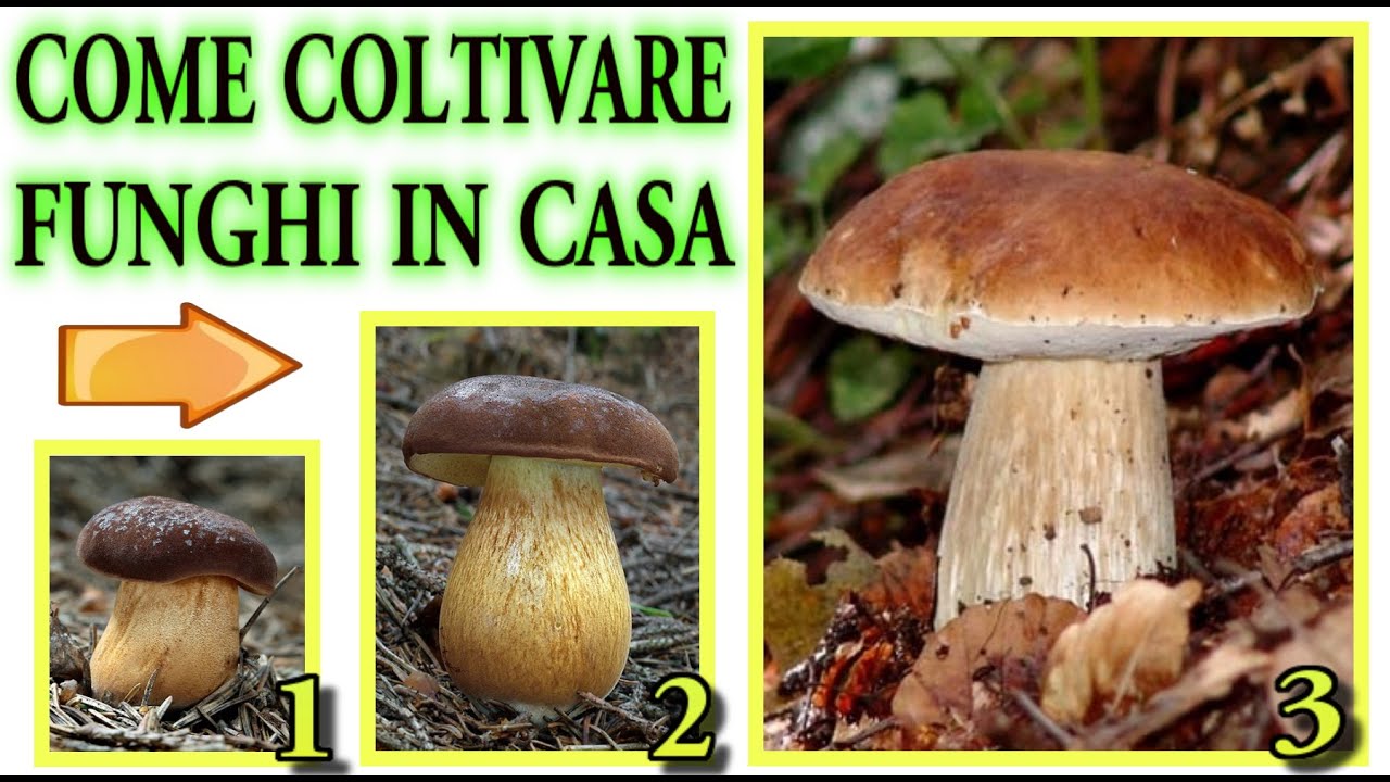 COME COLTIVARE FUNGHI IN CASA CON TIME LAPSE CRESCITA E RISULTATO FINALE , mushrooms, champignons,
