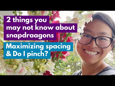 2 Things You May Not Know About Snapdragons:Maximizing Spacing & Do I Pinch?!