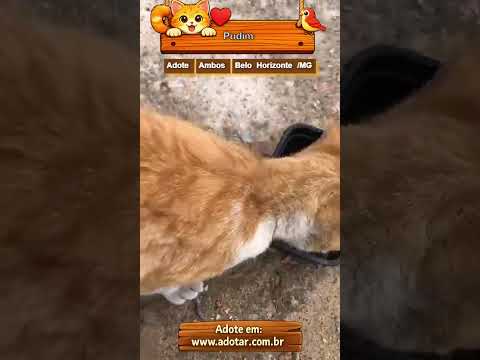 Vídeo de Pudim