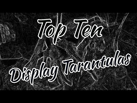 Top 10 Display Tarantulas