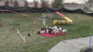"AMERICA'S GOT TALENT" AUDITION TINY TALENT CHIHUAHUA'S