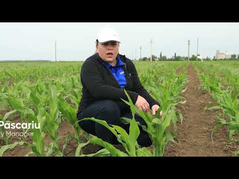 Lumiposa Corn Results_Section 4