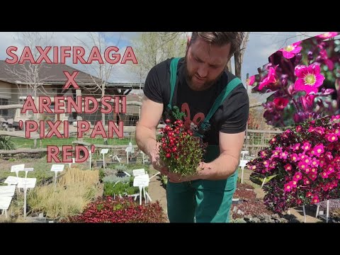 Gyönyörű párnaképző évelő | Saxifraga x arendsii 'Pixi Pan Red' – Kőtörőfű