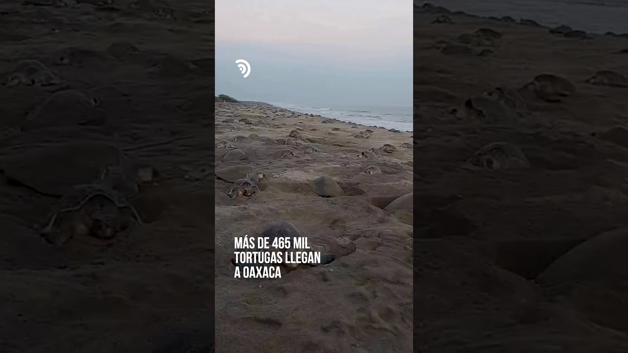 Escobilla vuelve a cubrirse de tortugas 🐢🌊