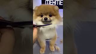 Homem faz Corte Único no Cachorrinho Fofo 😍❤️