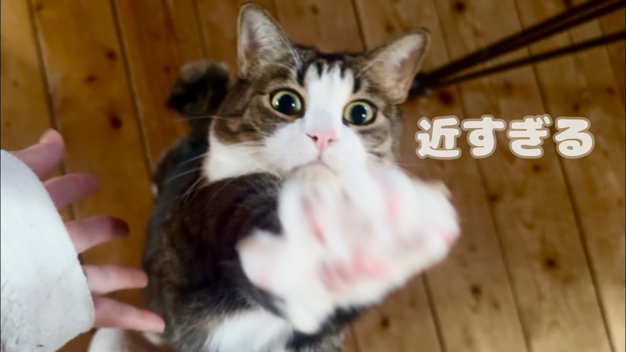 妊娠7ヶ月、いちばん甘えん坊な猫の距離が近すぎる