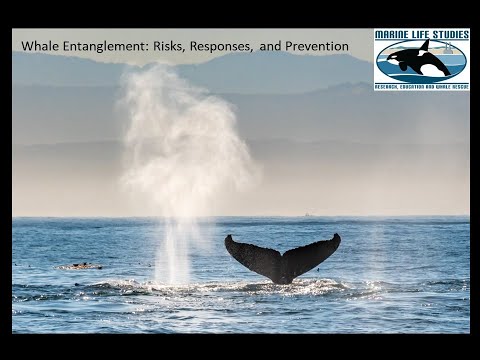Peggy Stapp - Marina Life Studies /  Whale Entanglement Team (W.E.T)