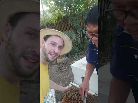 Einblick in eine Berufsimkerei - Chiang Rai, Thailand