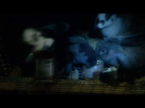Вечерний обзор,крольчата выходят в свет.