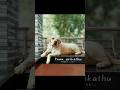 En Sarwame Song 777 Charlie Malayalam WhatsApp Status Feelthemusic Shorts