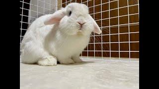 20260331 LOL ブロンズ ランク