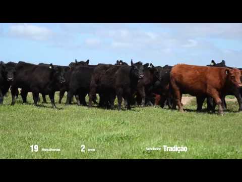 14º Remate Só Angus - Tradição. Vaquilhonas