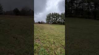 Video preview image #1 Border-Aussie Puppy For Sale in Cookeville, TN, USA