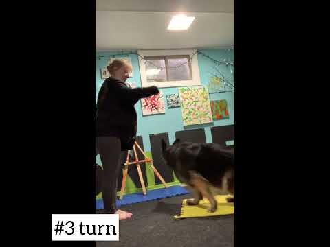 Wilhelmina’s Do More With Your Dog Championship Trick Dog Title