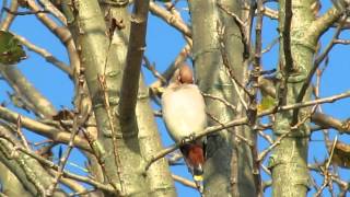 preview picture of video 'JASEUR BOREAL WAMBRECHIES  14NOV2012'