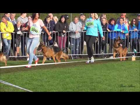 JugendKlasse Rüden / Juniors Mâles - Nürnberg 2018