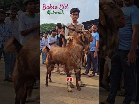 Bakra Eid Qurbani Mubarak😍♥️ #bakraeid #bakraeid2025 #bakraeidspecial #bakra #goats #trending