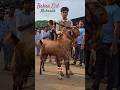 Bakra Eid Qurbani Mubarak ️ Bakraeid Bakraeid2025 Bakraeidspecial Bakra Goats Trending
