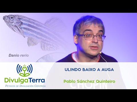 Vídeo: Ulindo baixo a auga