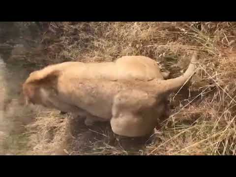 Lions mating in the savanna