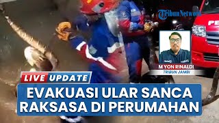 Heboh! Ular Sanca Seberat 25 Kilogram Ditemukan di Jembatan Drainase Perumahan Talang Bakung Jambi