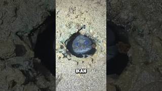 Download lagu Jika kamu melihat ikan ini, JANGAN Menyentuhnya‼️😱 mp3