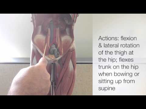 Muscles That Move the Thigh - Part 2