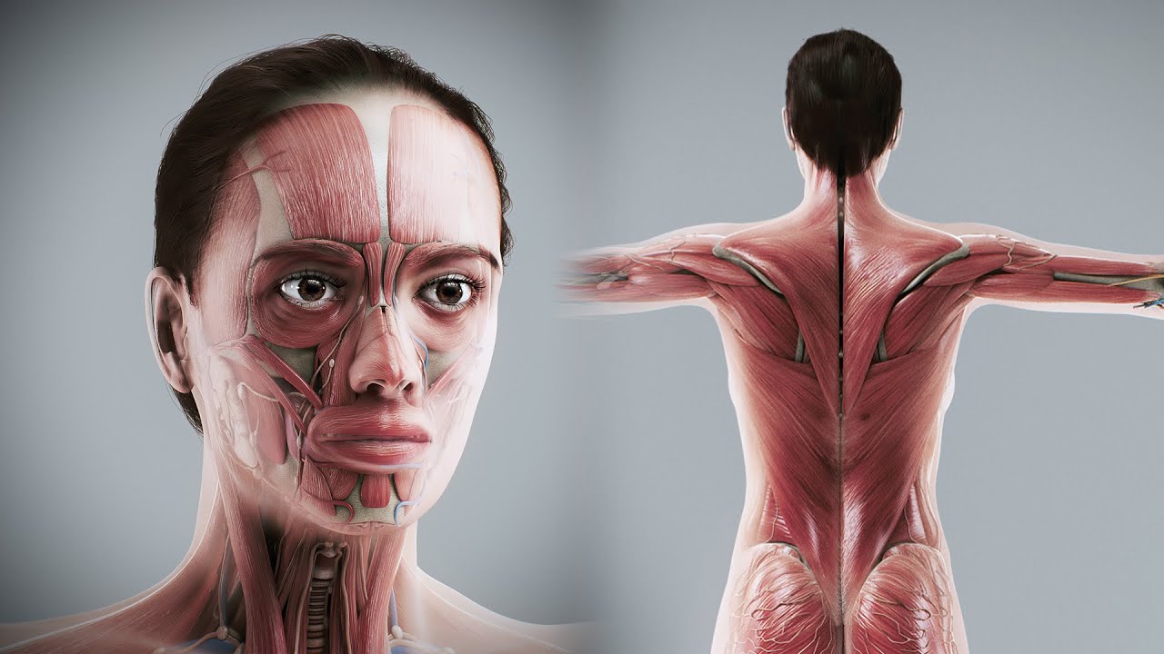 Anatomia Completa Feminina Humana Modelo 3D